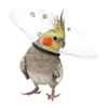 Picture of SAF-T-SHIELD COLLAR BIRD KVP  4in D - 1.25-2in circ