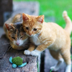 Picture of TOY CAT Kong Catnip Turtle (NT43)