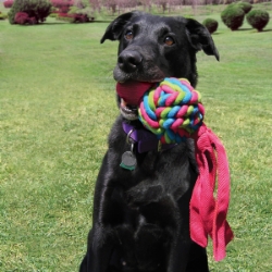 Picture of TOY DOG KONG WUBBA Weave - Large