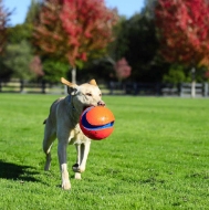 Picture of TOY DOG CHUCKIT KICK FETCH BALL - Large