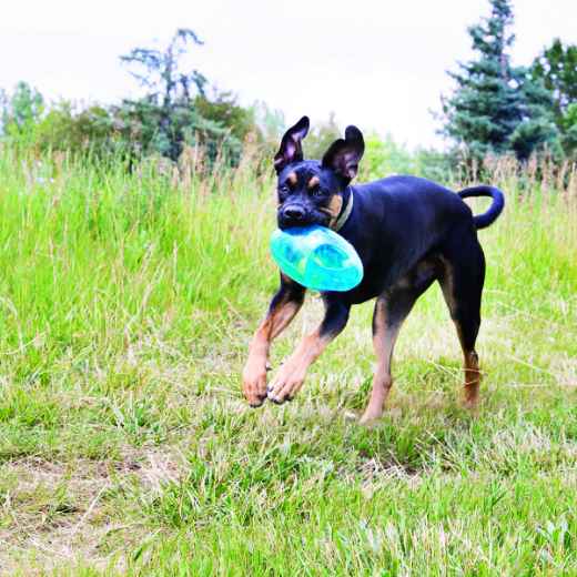 Picture of TOY DOG KONG Jumbler Football - Medium/Large