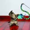 Picture of TOY CAT KONG Curlz Teaser