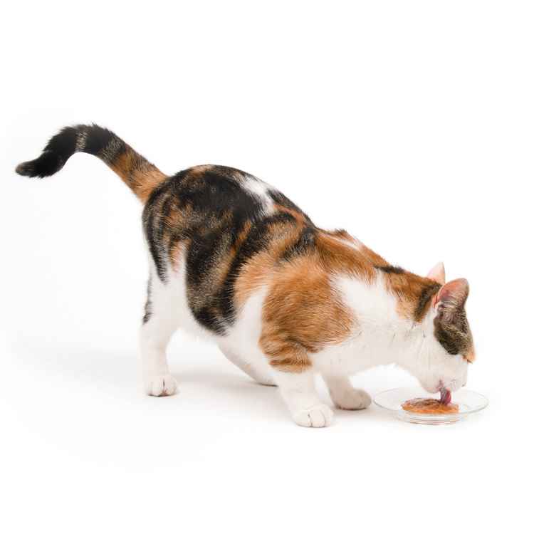 Picture of TREAT CATIT CREAMY LICKABLES Salmon Flavor - 5 x 15g
