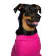 Picture of RECOVERY SUIT VetMedWear FEMALE/DOG and CAT - X Small