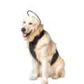 Picture of ASSISI CALMER CANINE BUNDLE LARGE (CC-BNDL-L-L)