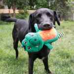 Picture of TOY DOG KONG Whoopz Gator - Medium