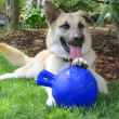 Picture of TOY DOG JOLLY BALL TUG N TOSS Blue - 4.5in