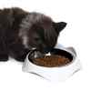 Picture of BOWL CAT CATIT PIXI Single Diner WHITE - 200ml/6.8oz