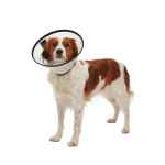 Picture of BUSTER QUICK COLLAR (273511) - 7.5cm