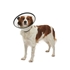 Picture of BUSTER QUICK COLLAR (273511) - 7.5cm