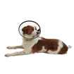 Picture of BUSTER QUICK COLLAR (273512) - 10cm