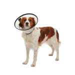 Picture of BUSTER QUICK COLLAR (273517) - 25cm
