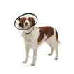 Picture of BUSTER QUICK COLLAR STARTER PACK - 7/box
