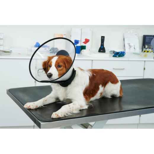 Picture of BUSTER COMPLETE COLLAR (273551) - 7.5cm