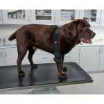 Picture of REHAB DOG PRO ELBOW PROTECTOR Kruuse RIGHT- X Small