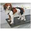 Picture of REHAB DOG PRO KNEE PROTECTOR Kruuse RIGHT- Small