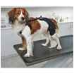 Picture of REHAB DOG PRO KNEE PROTECTOR Kruuse RIGHT- Small