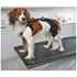 Picture of REHAB DOG PRO KNEE PROTECTOR Kruuse RIGHT- Small