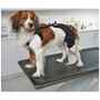 Picture of REHAB DOG PRO KNEE PROTECTOR Kruuse RIGHT- Medium