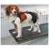 Picture of REHAB DOG PRO KNEE PROTECTOR Kruuse LEFT- X Large