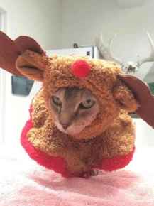 Picture for category Holiday Products