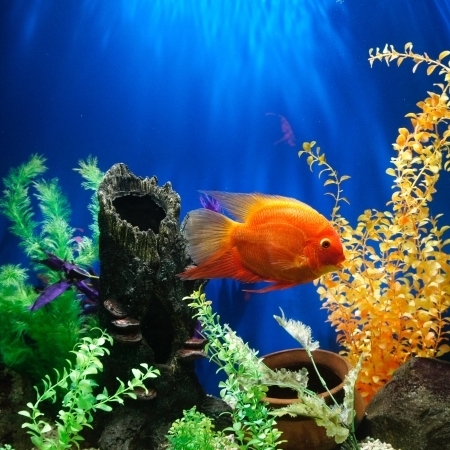 Picture for category Aquarium