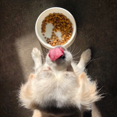 Picture for category Dog Dental Food