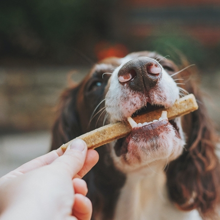 Picture for category Dog Dental Treats