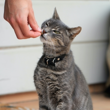 Picture for category Cat Dental Treats