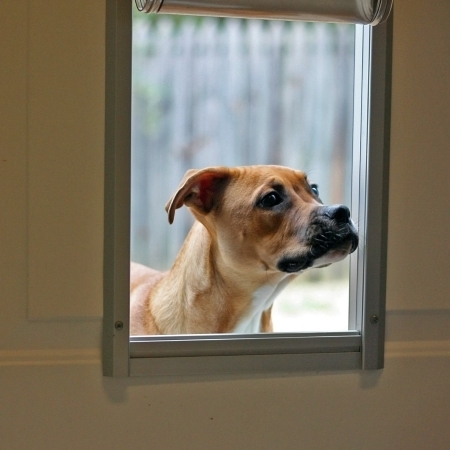 Picture for category Pet Door