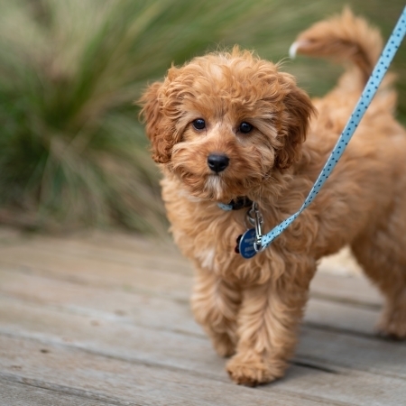 Picture for category Dog Leashes and Tie-Outs