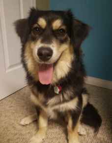 Picture for category Canine