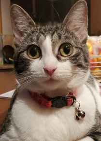 Picture for category Feline