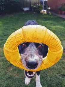 Picture for category Dog Food