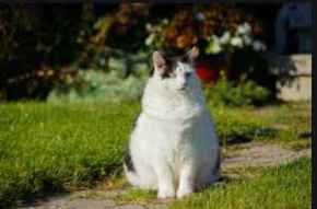 Picture for category Weight Management