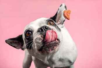 Picture for category Dog Treats