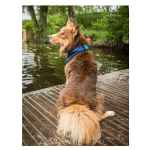 Picture of BACK ON TRACK DOG COOL ON TRACK BANDANA NAVY - Large