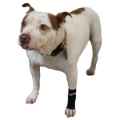 Picture of WALKABOUT CANINE COMPRESSION SLEEVE (J1654A) - X Small(so)