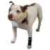 Picture of WALKABOUT CANINE COMPRESSION SLEEVE (J1654B) - Small(so)