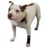 Picture of WALKABOUT CANINE COMPRESSION SLEEVE (J1654E) -  Large(so)