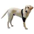 Picture of WALKABOUT CANINE ELBOW SUPPORT BRACE (J1655CR) RIGHT - Medium(so)