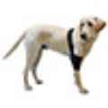 Picture of WALKABOUT CANINE ELBOW SUPPORT BRACE (J1655FL) LEFT - X Large(so)