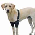 Picture of WALKABOUT CANINE ELBOW SUPPORT BRACE (J1656A) DOUBLE - X Small(so)