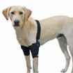 Picture of WALKABOUT CANINE ELBOW SUPPORT BRACE  (J1656C) DOUBLE - Medium(so)