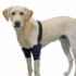 Picture of WALKABOUT CANINE ELBOW SUPPORT BRACE  (J1656D) DOUBLE - Med/Large(so)