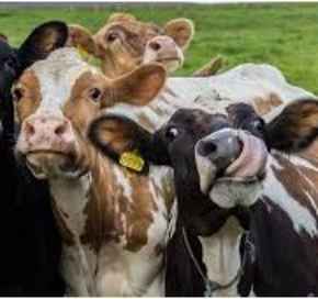 Picture for category Bovine Products