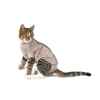 Picture of BUSTER FELINE BODY SUIT Step'n Go (273946)- XXX Small