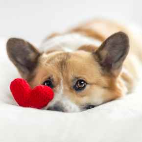 Picture for category Canine