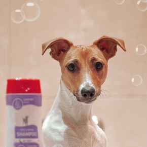 Picture for category Deodorizers, Skunk off, Stain removers