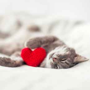 Picture for category Feline